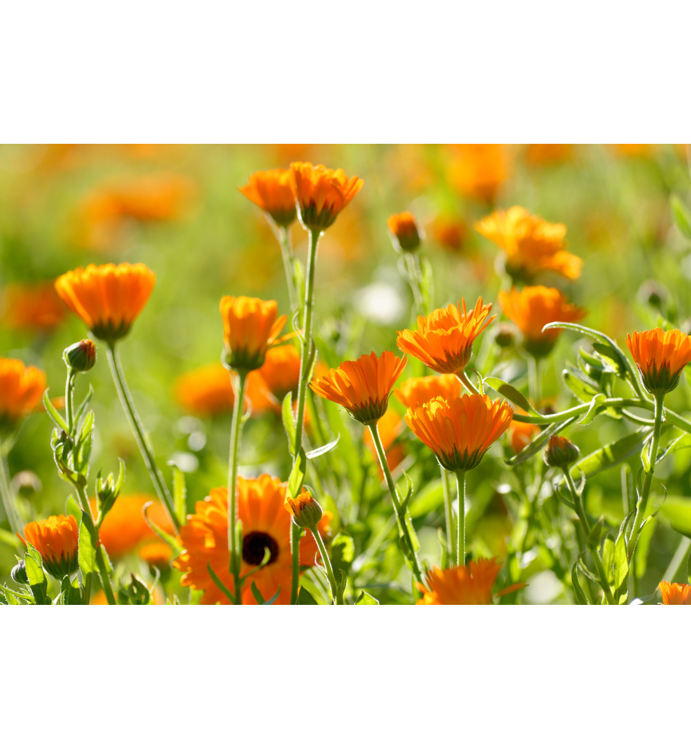 WELEDA Calendula tandpasta (75 ml) - image 2