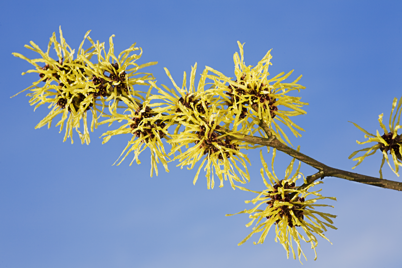 WELEDA Gezichtstonic verfrissend (150 ml) - image 5