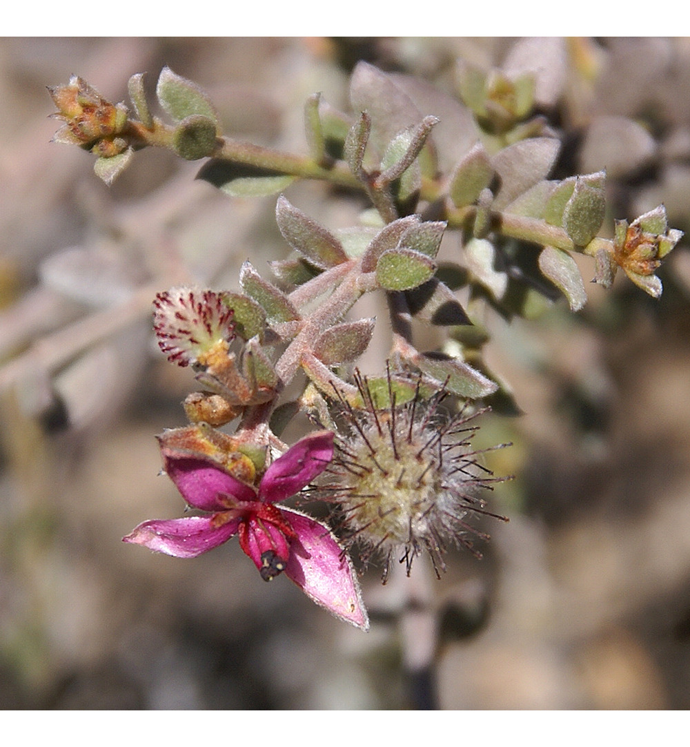 WELEDA Ratanhia mondwater (50 ml) - image 2