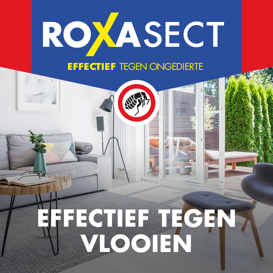 Roxasect Spuitbus tegen vlooien (300 ml)