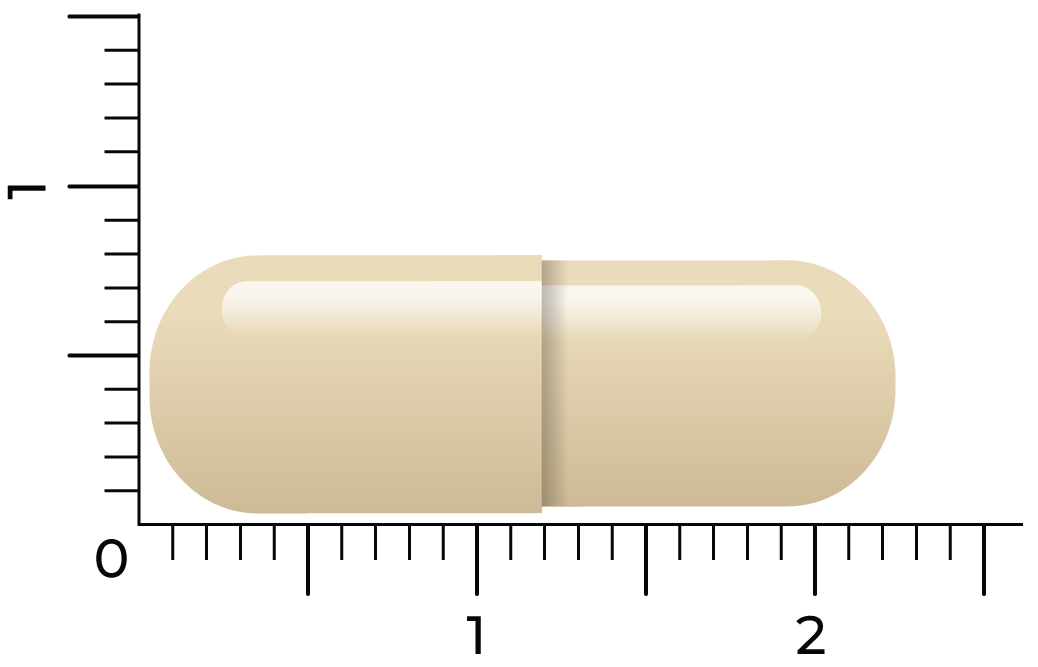 Vitakruid Geheugenformule Oa Bacopa Monnieri Citicoline Opc (60 vega capsules) - image 4