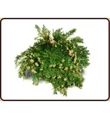 Ruben Robijn Roos van Jericho (1 stuk)