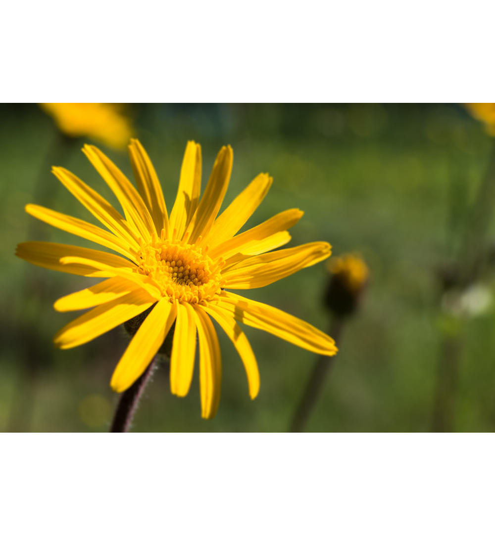 WELEDA Arnica zalf (25 gr) - image 4