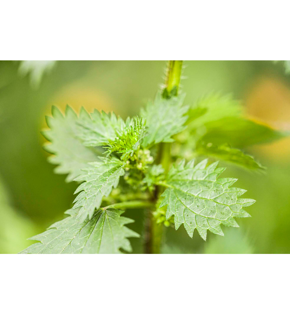 WELEDA Urtica gel (25 gr) - image 3