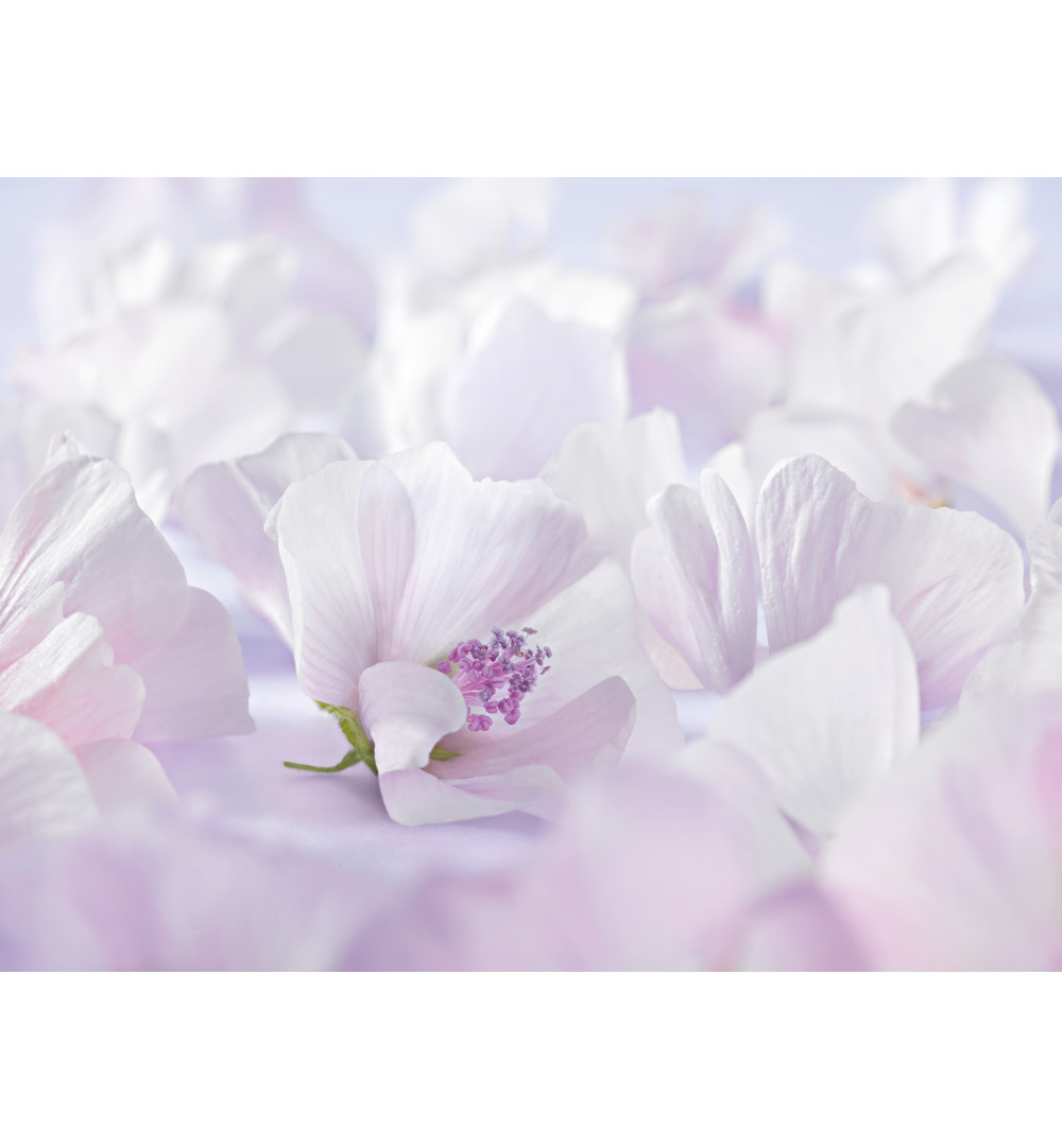 WELEDA Baby witte malva sensitive gezichtscreme (50 ml) - image 2