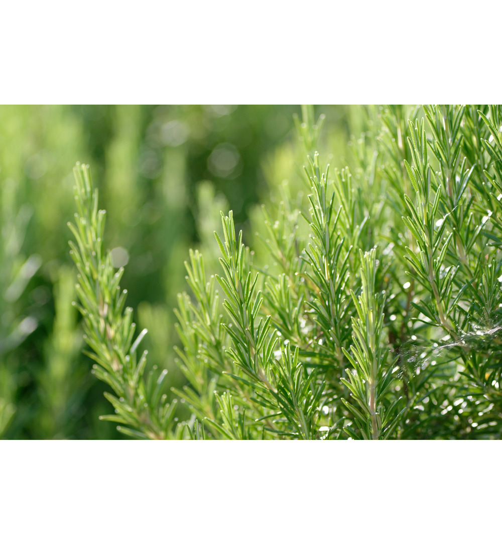 WELEDA Voedende haarolie (50 ml) - image 3