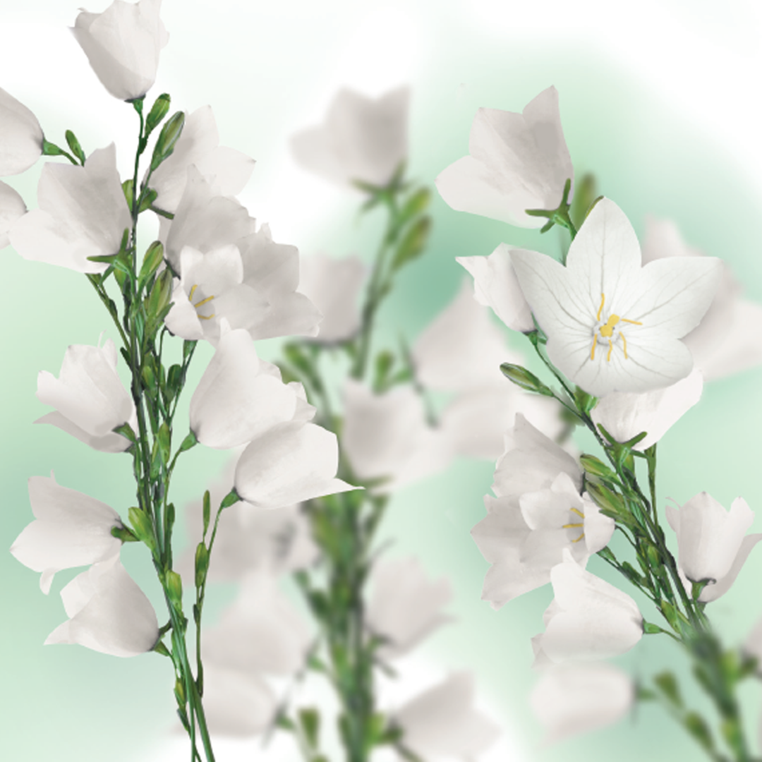 Kneipp Bodylotion balancing patchouli (200 ml) - image 2