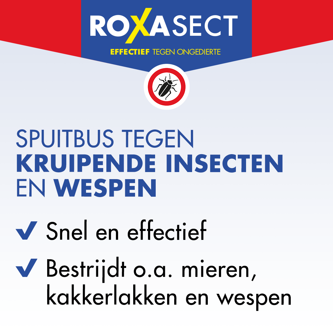 Roxasect Spuitbus tegen kruipende insecten/wespen (400 ml) - image 2