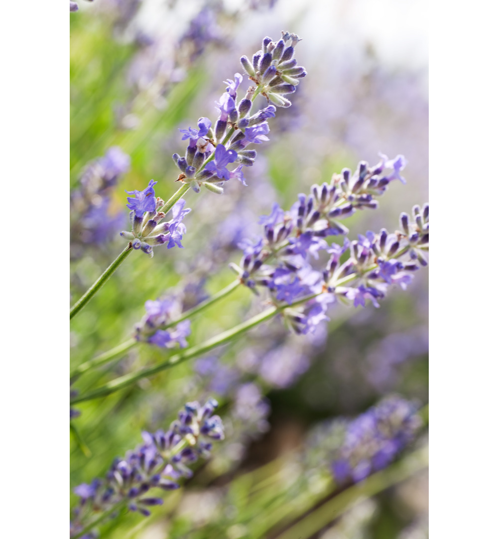 WELEDA Lavendel ontspanningsbad (200 ml) - image 2