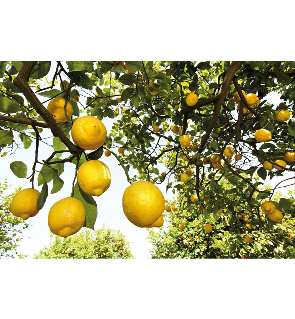 WELEDA Zuiverende roomspray fresh (50 ml) - image 3