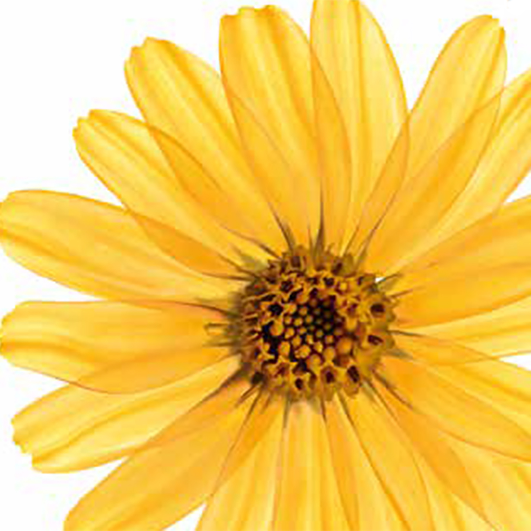 Kneipp Massageolie Arnica (100 ml) - image 4