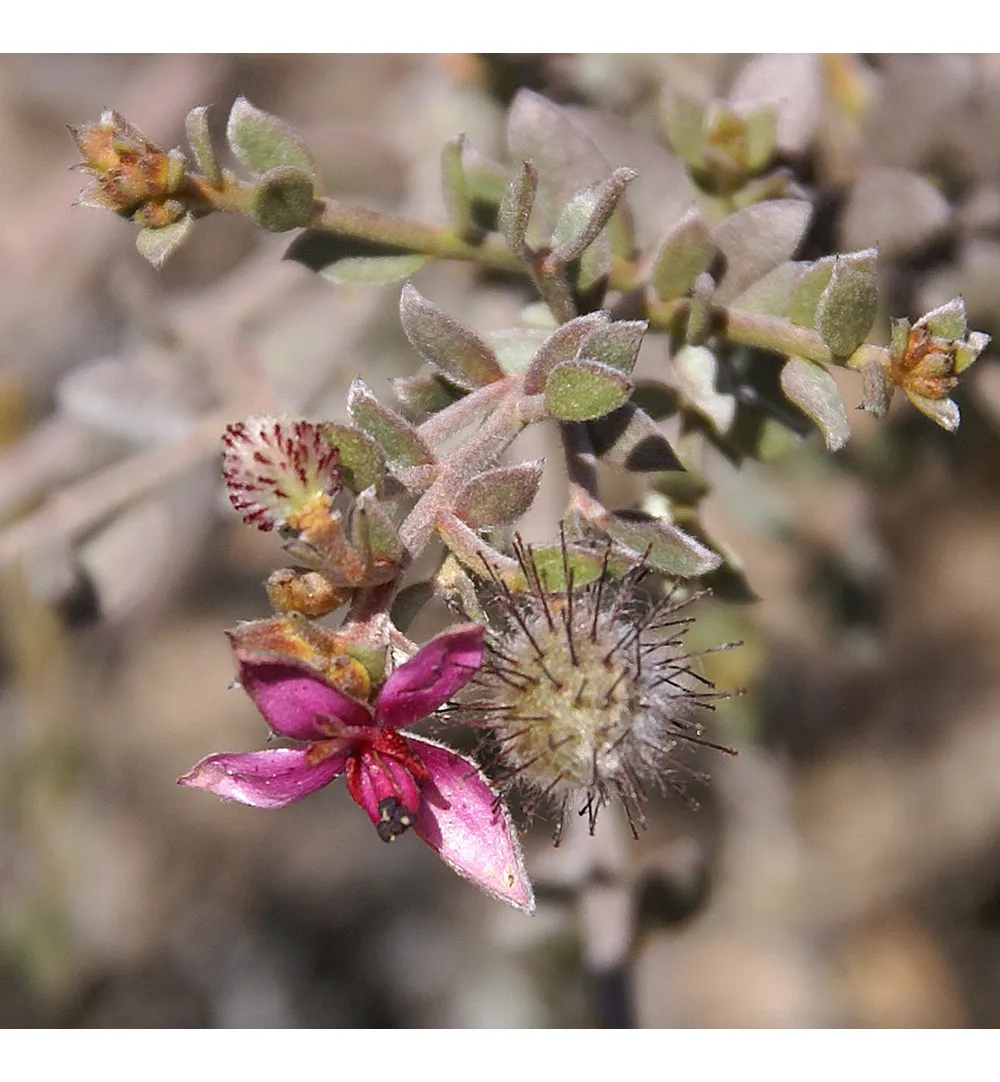 WELEDA Oral care ratanhia tandpasta (75 ml) - image 2