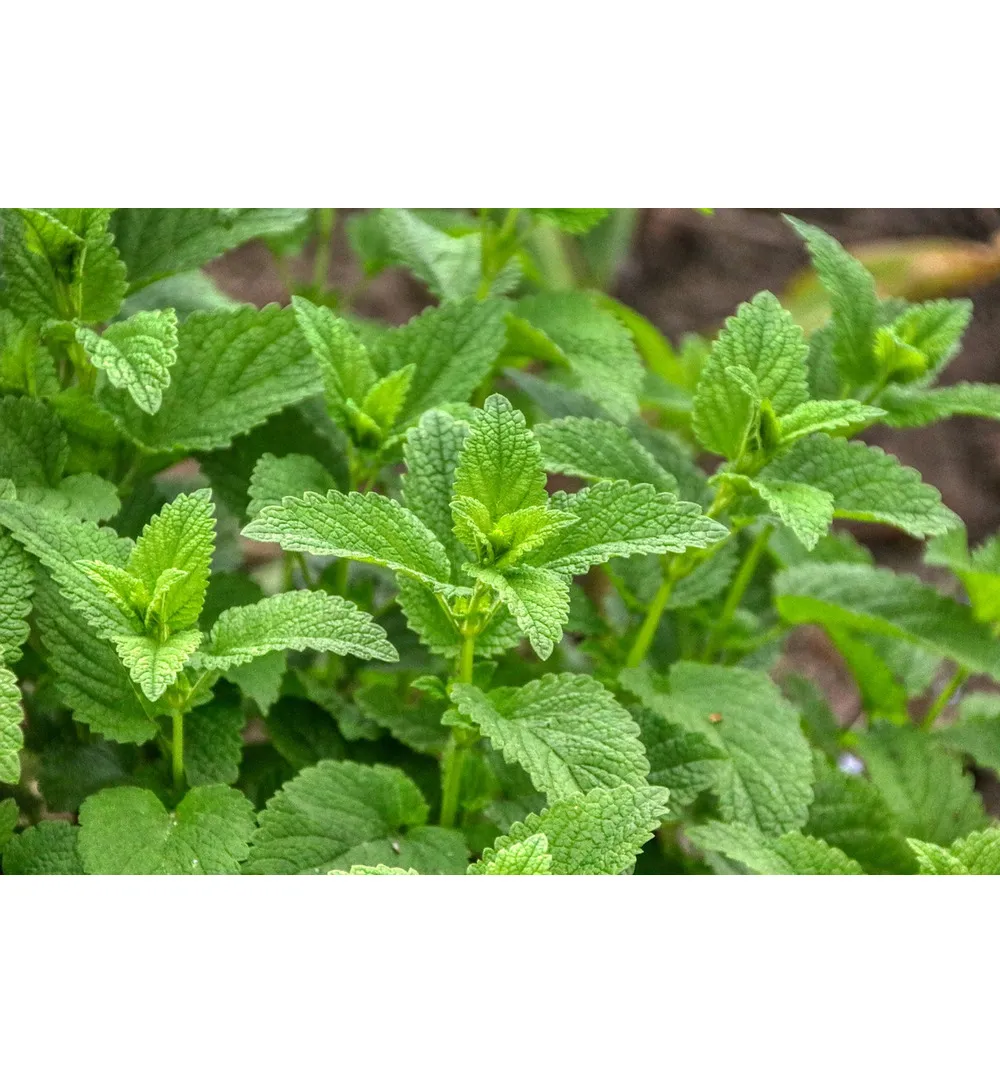 WELEDA Balsemieke melissegeest (50 ml) - image 2