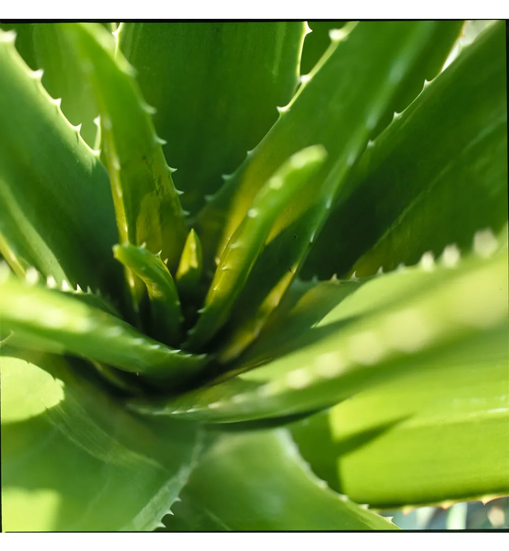 WELEDA Rhinodoron neusspray (20 ml) - image 2