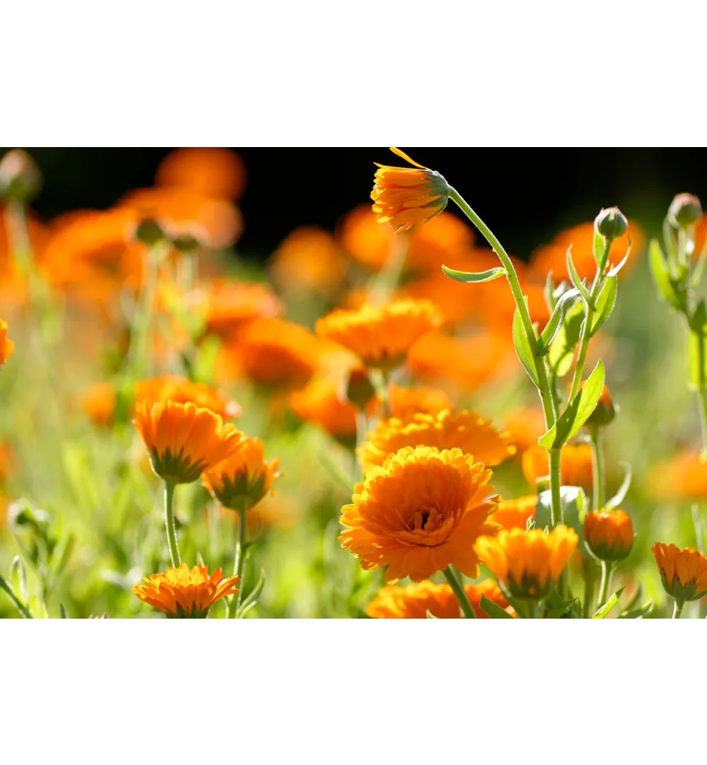 WELEDA Calendula spray (30 ml) - image 2