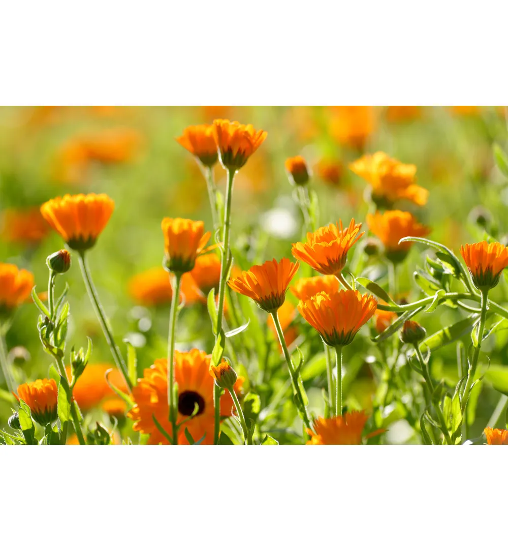 WELEDA Calendula massageolie (100 ml) - image 2