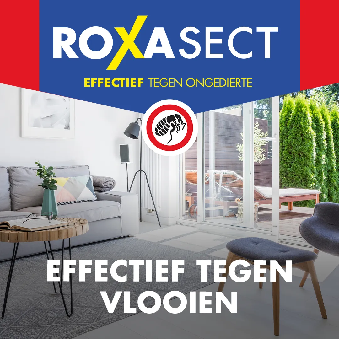 Roxasect Spuitbus tegen vlooien (300 ml)