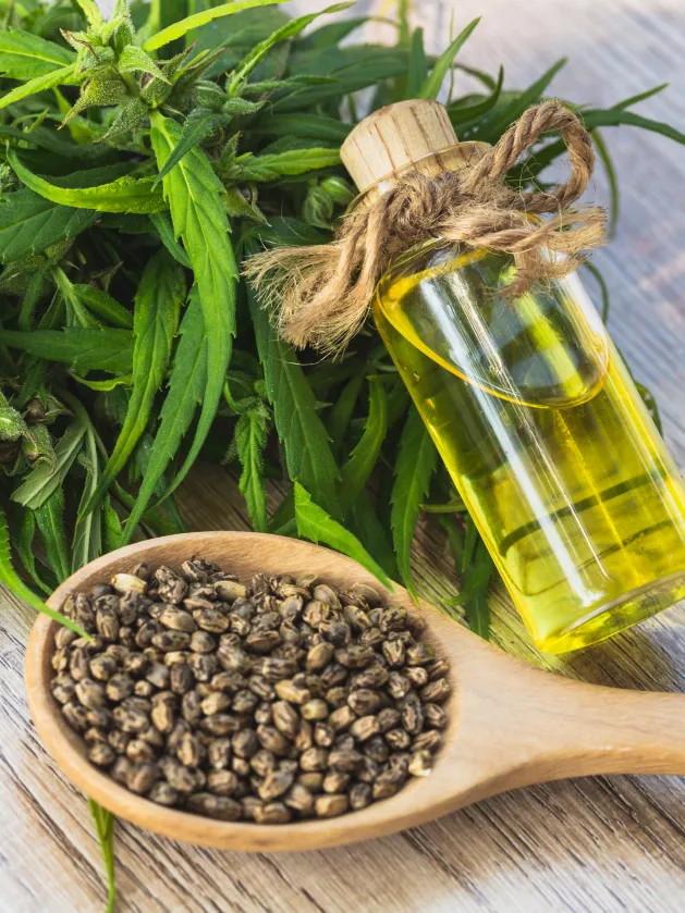 Jacob Hooy Yerba Maté (20 zakjes)