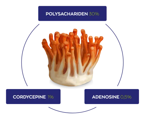 Vitakruid Cordyceps CPA3 Mycelium Extract 12:1 (60 vega capsules) - image 4