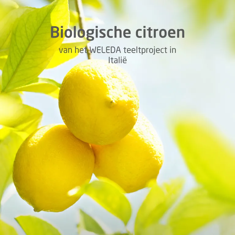 WELEDA 24H Deodorant Roll On citrus (50 ml) - image 3