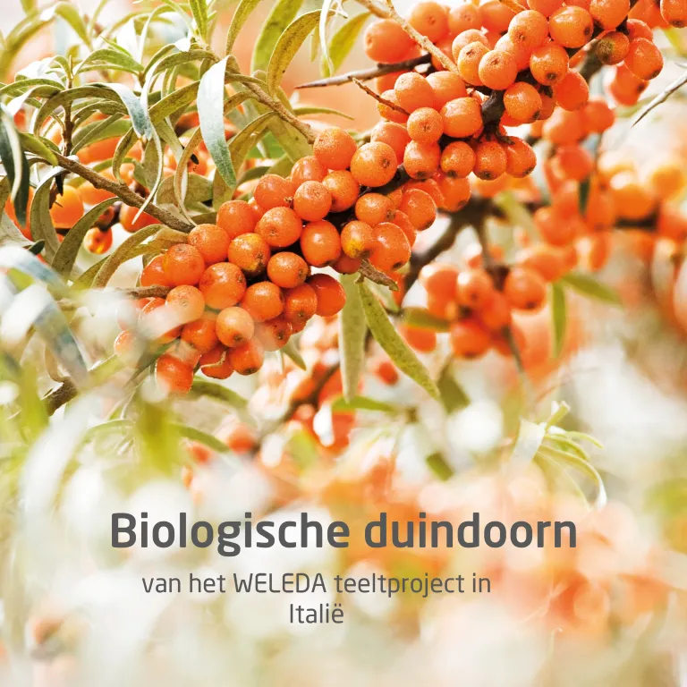 WELEDA Duindoorn 24h roll on deodorant (50 ml) - image 3