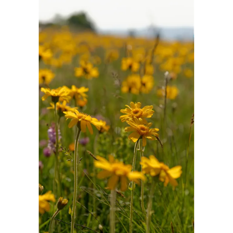 WELEDA Arnica sport bad (200 ml) - image 4