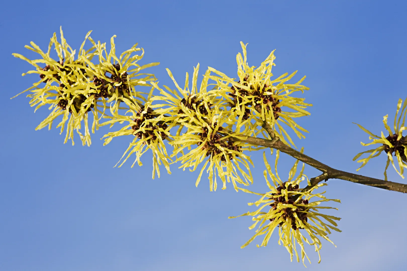 WELEDA Reinigingsgel verfrissend (150 ml) - image 5