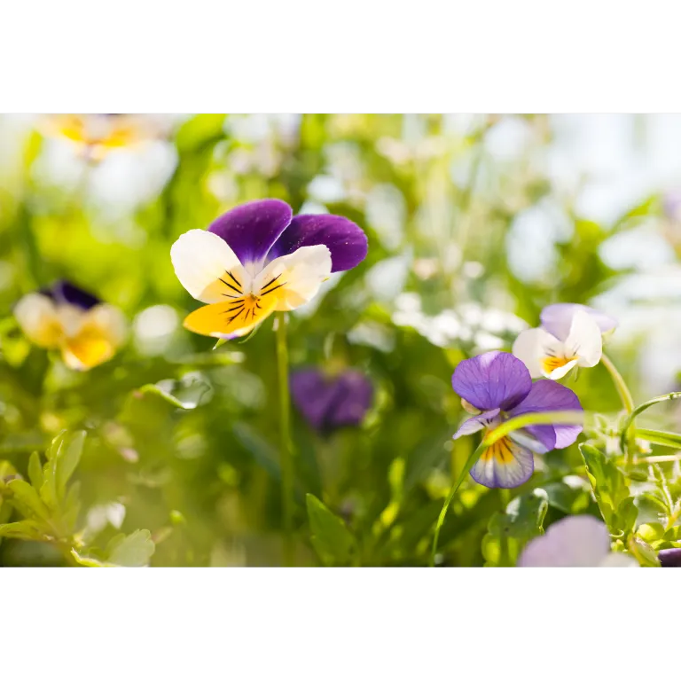 WELEDA Men scheercreme (75 ml) - image 4