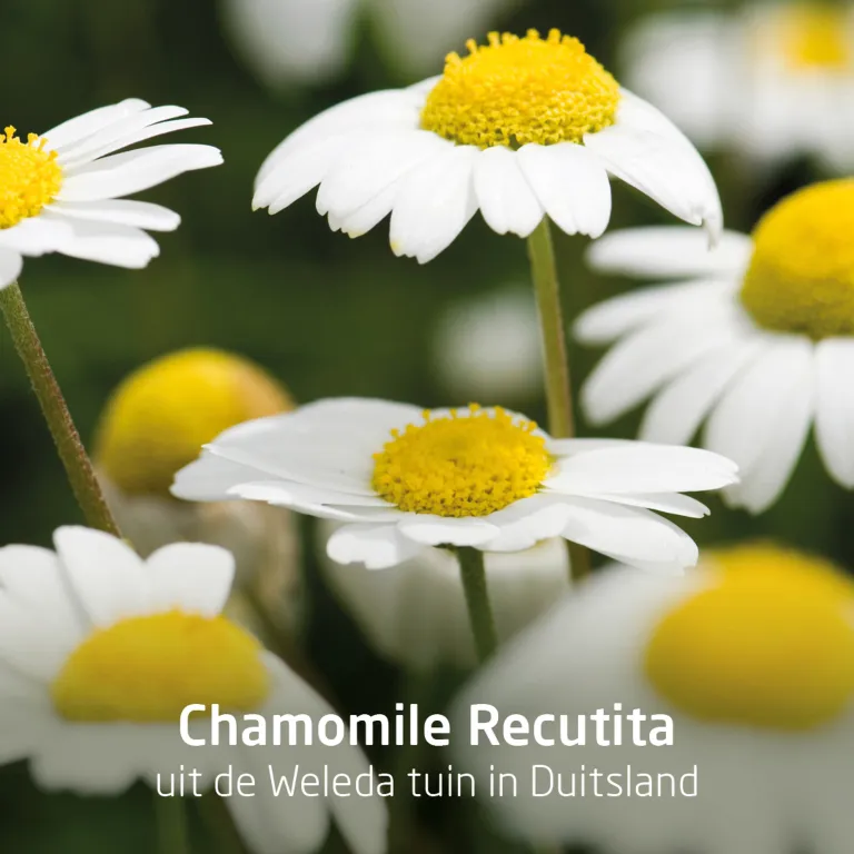 WELEDA Planten tandpasta (75 ml) - image 4