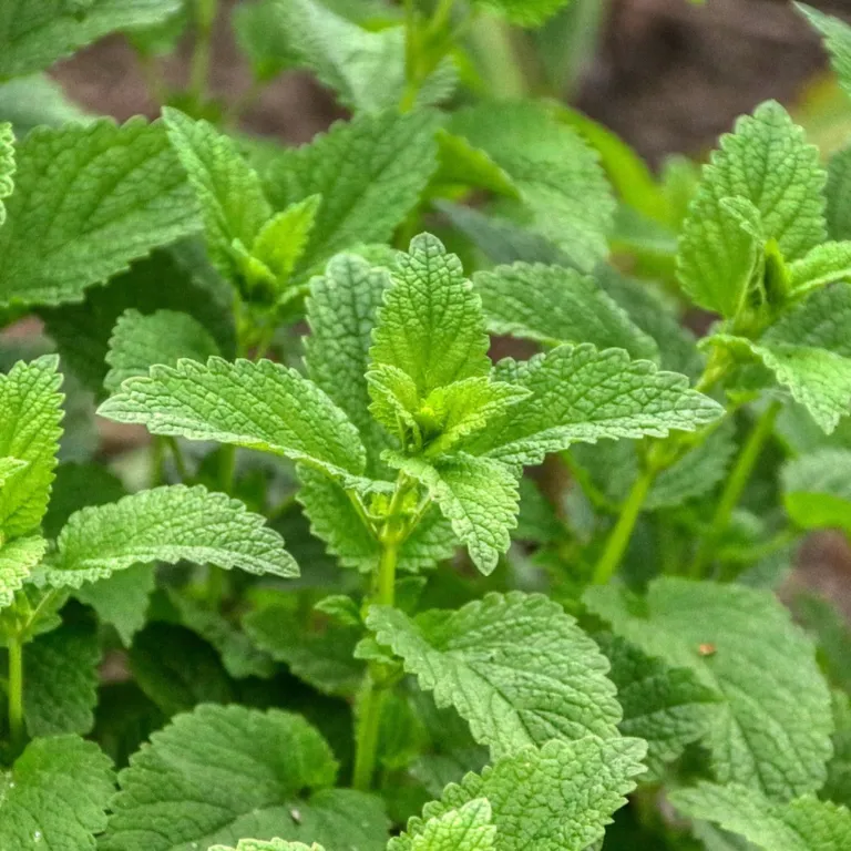 WELEDA Balsemieke melissegeest (50 ml) - image 3