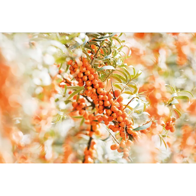 WELEDA Duindoorn vitaliserende body olie (100 ml) - image 2