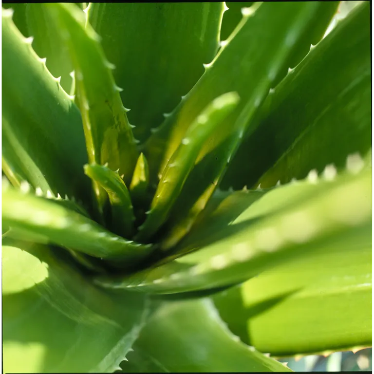 WELEDA Rhinodoron neusspray (20 ml) - image 2