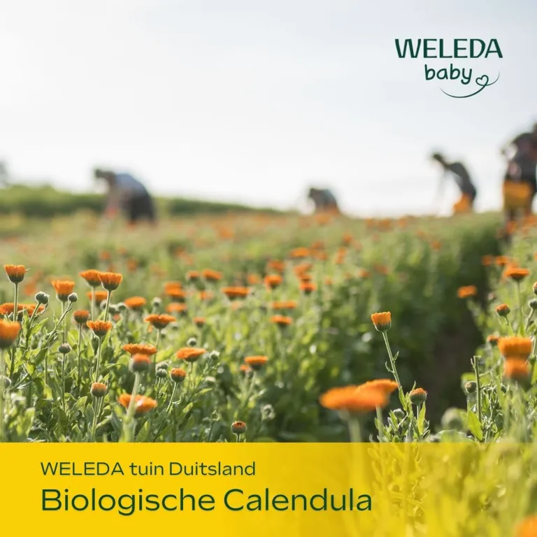 WELEDA Calendula baby shampoo & douchecreme (200 ml) - image 7