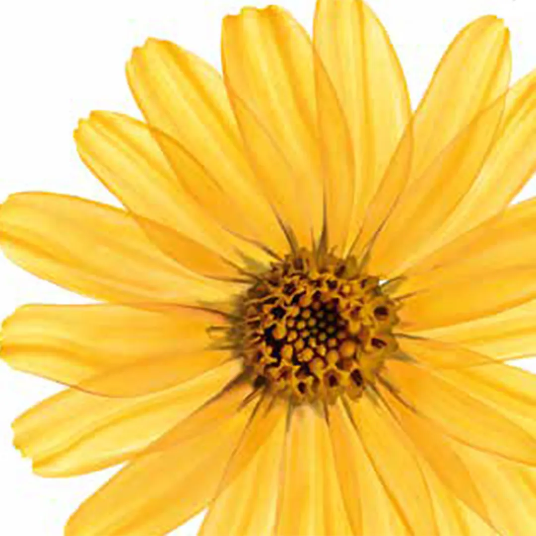 Kneipp Badolie arnica active (100 ml) - image 4