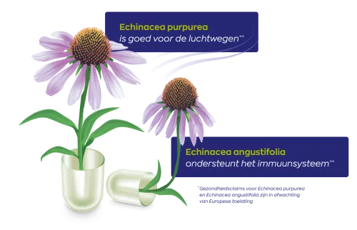 Vitakruid Echinacea 600 Purpurea (4%) Angustifolia (6%, 4%) (90 vega capsules) - image 4