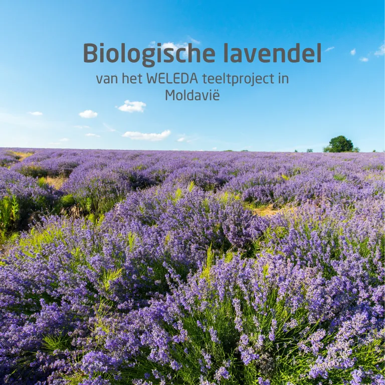 WELEDA Lavendel ontspannende body olie (100 ml) - image 3