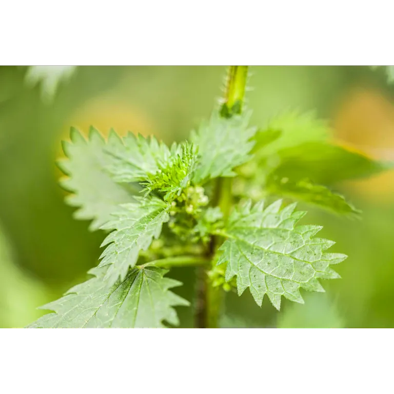 WELEDA Urtica gel (25 gr) - image 3