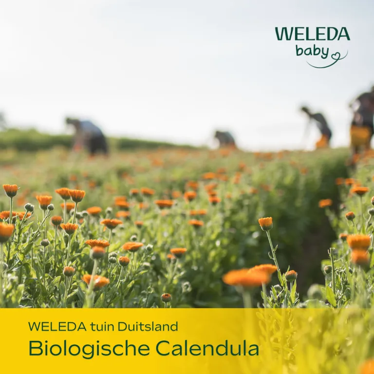 WELEDA Calendula billenbalsem (30 ml) - image 6