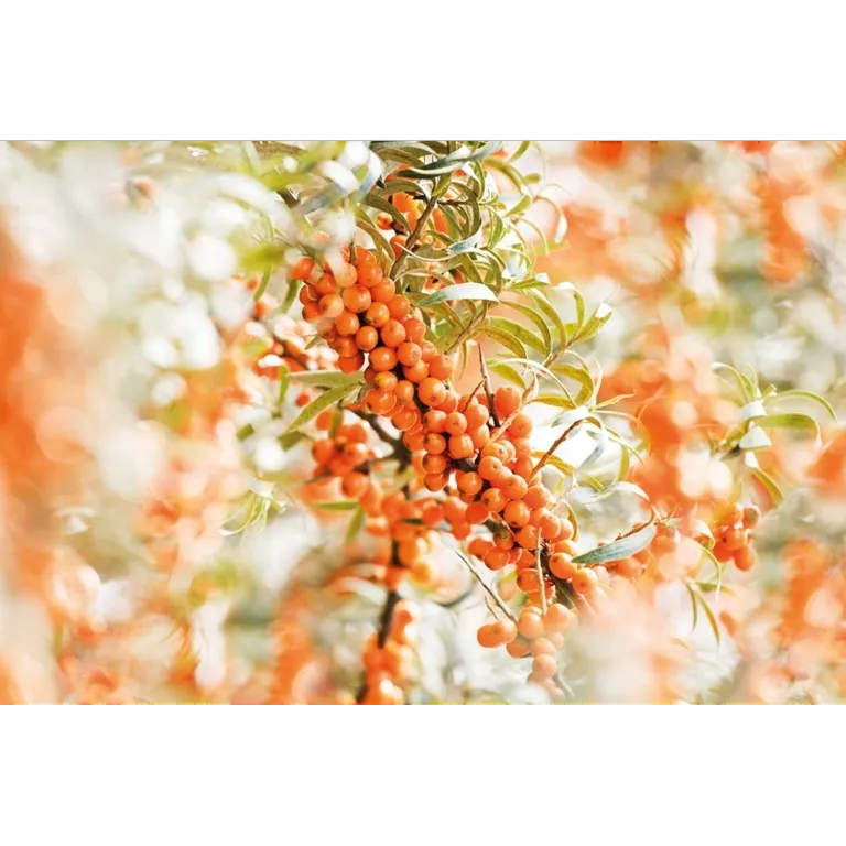 Weleda Duindoorn Elixer Bio (200 ml)