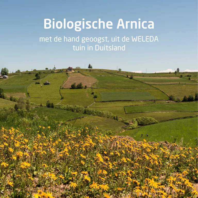 Weleda Arnica Sport Massageolie (100 ml) - image 3