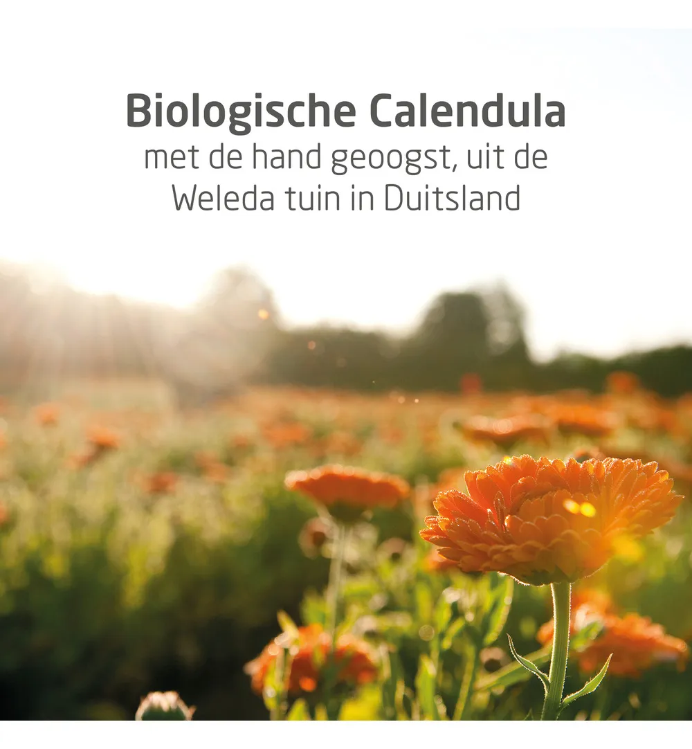 WELEDA Calendula baby bodycreme (75 ml) - image 3