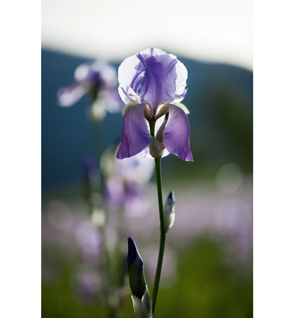 WELEDA Iris balancerende nachtcreme (30 ml) - image 4