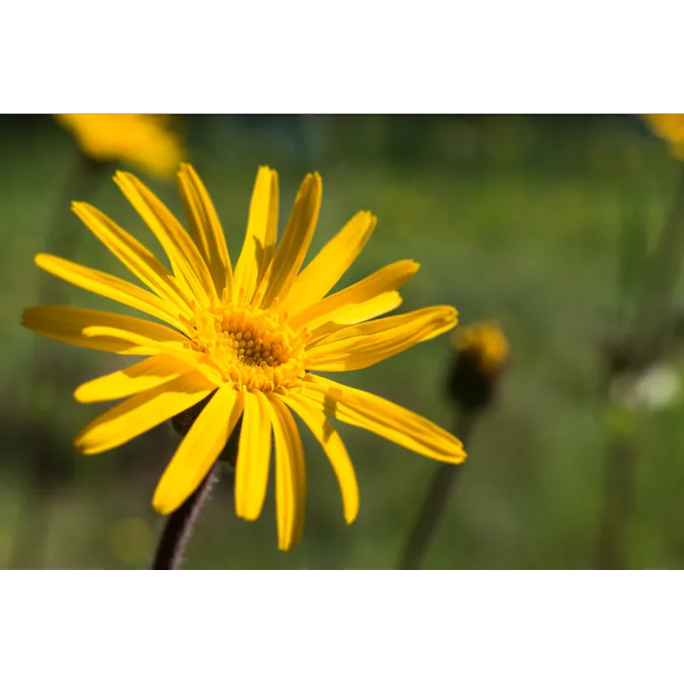 WELEDA Arnica gel (25 gr) - image 3