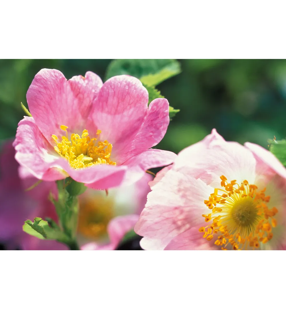WELEDA Wilde rozen vitaliserende dagcreme (30 ml) - image 3