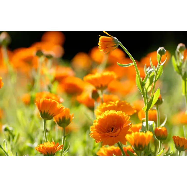WELEDA Calendula spray (30 ml) - image 2